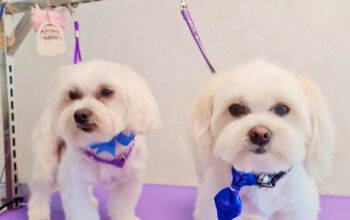 Salon canin Lyly Moldova Noua