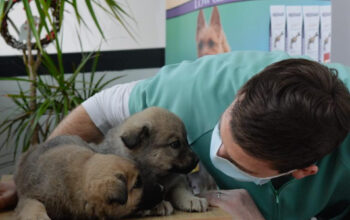 Cabinet Veterinar Cremvet