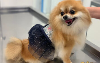 Cosmetică și Frizerie Canina & Felina Daisy Vet