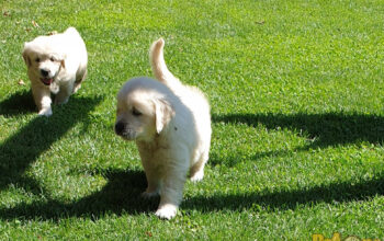 Căței Golden Retriever