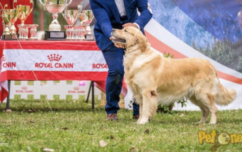 Mascul Golden Retriever pentru monta.