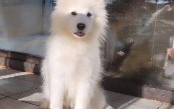 Vand Samoyed cu pedigree A!