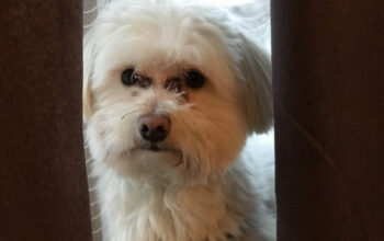 Bichon maltese pt imperechiat