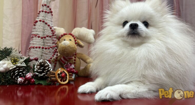 Otto pomeranian disponibil pentru împerechere