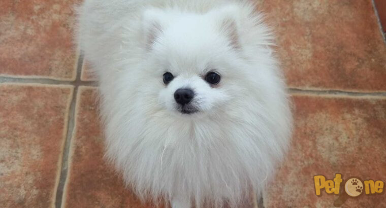 Otto pomeranian disponibil pentru împerechere
