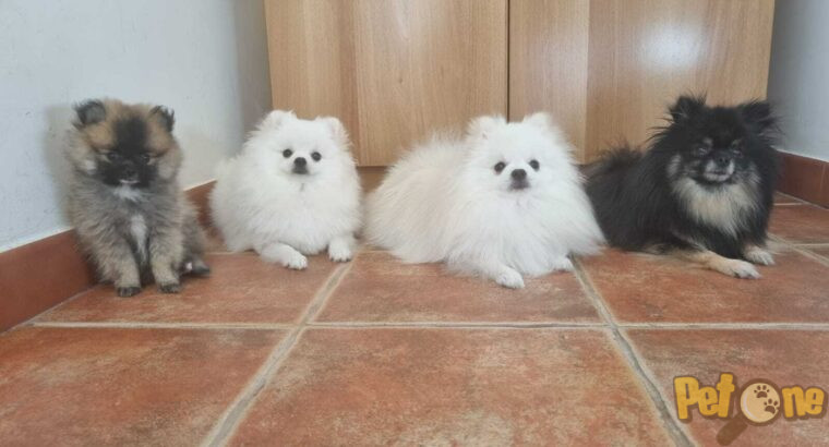 Otto pomeranian disponibil pentru împerechere