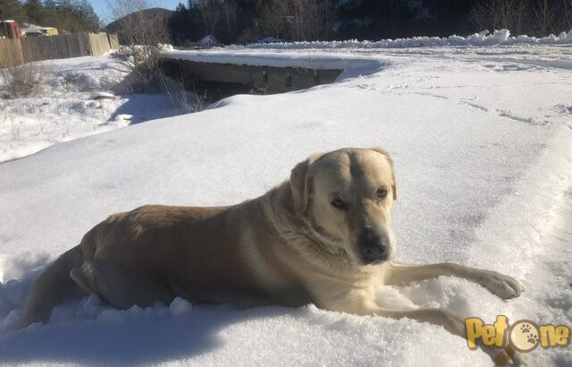 Ofer spre monta Labrador Auriu