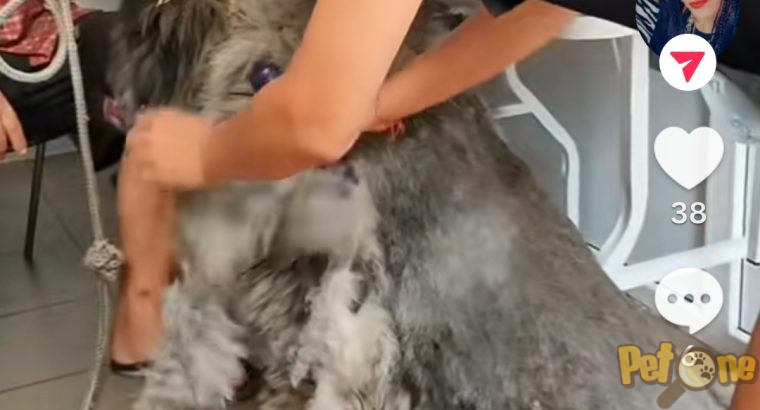 Frizerie canină Ayșa