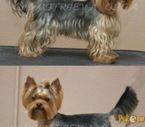 Frizerie canină Ayșa