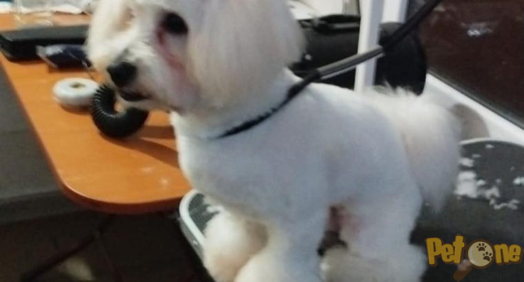 Frizerie canină Ayșa