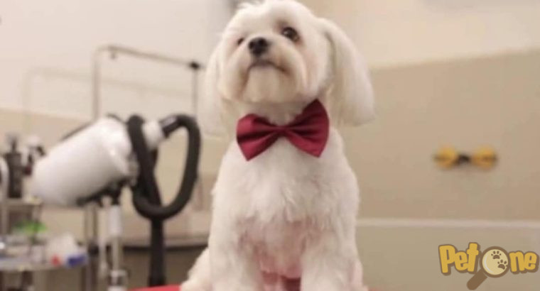 Frizerie canină Ayșa
