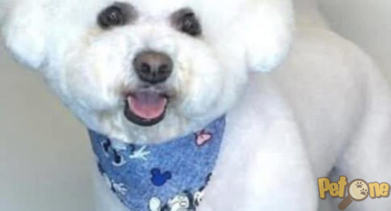 Frizerie canină Ayșa