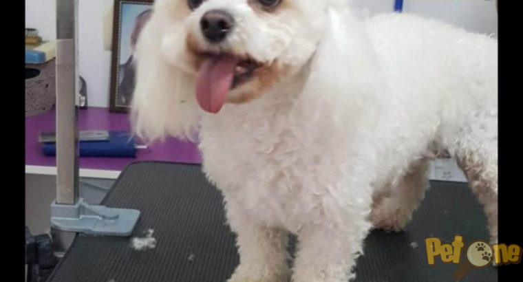 Frizerie canină Ayșa