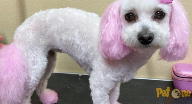 Frizerie canină Ayșa