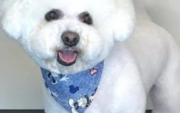 Frizerie canină Ayșa