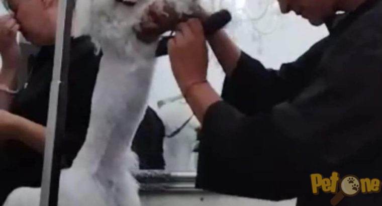 Frizerie canină Ayșa
