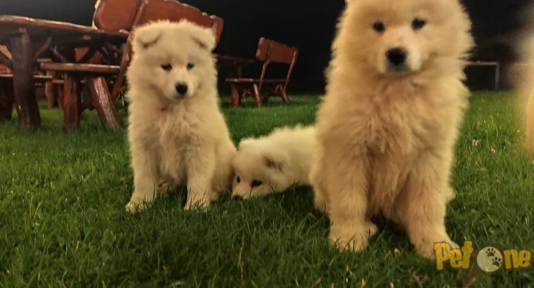 Pui samoyed de vanzare