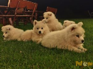 Pui samoyed de vanzare