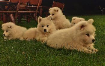 Pui samoyed de vanzare