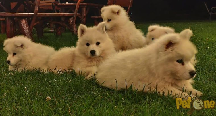 Pui samoyed de vanzare